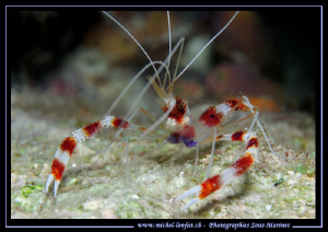 Face to face with this beautiful little cleaning schrimp.... by Michel Lonfat 